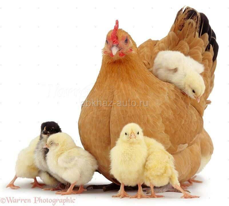 Продам курочку с циплятами