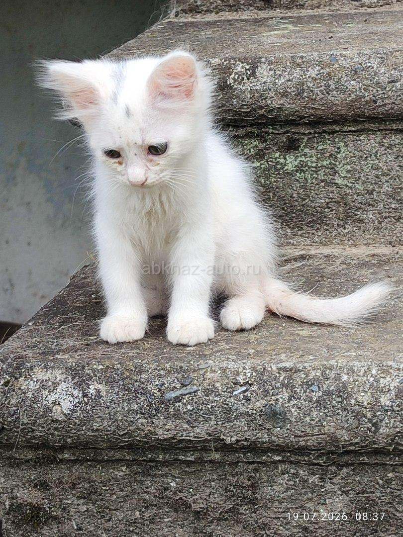 Котенок малчик
