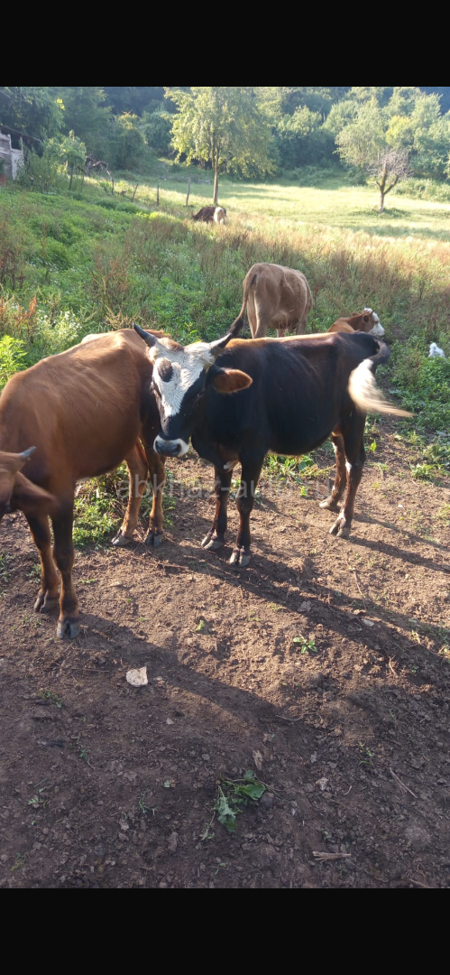 Бычки и козы 🐐