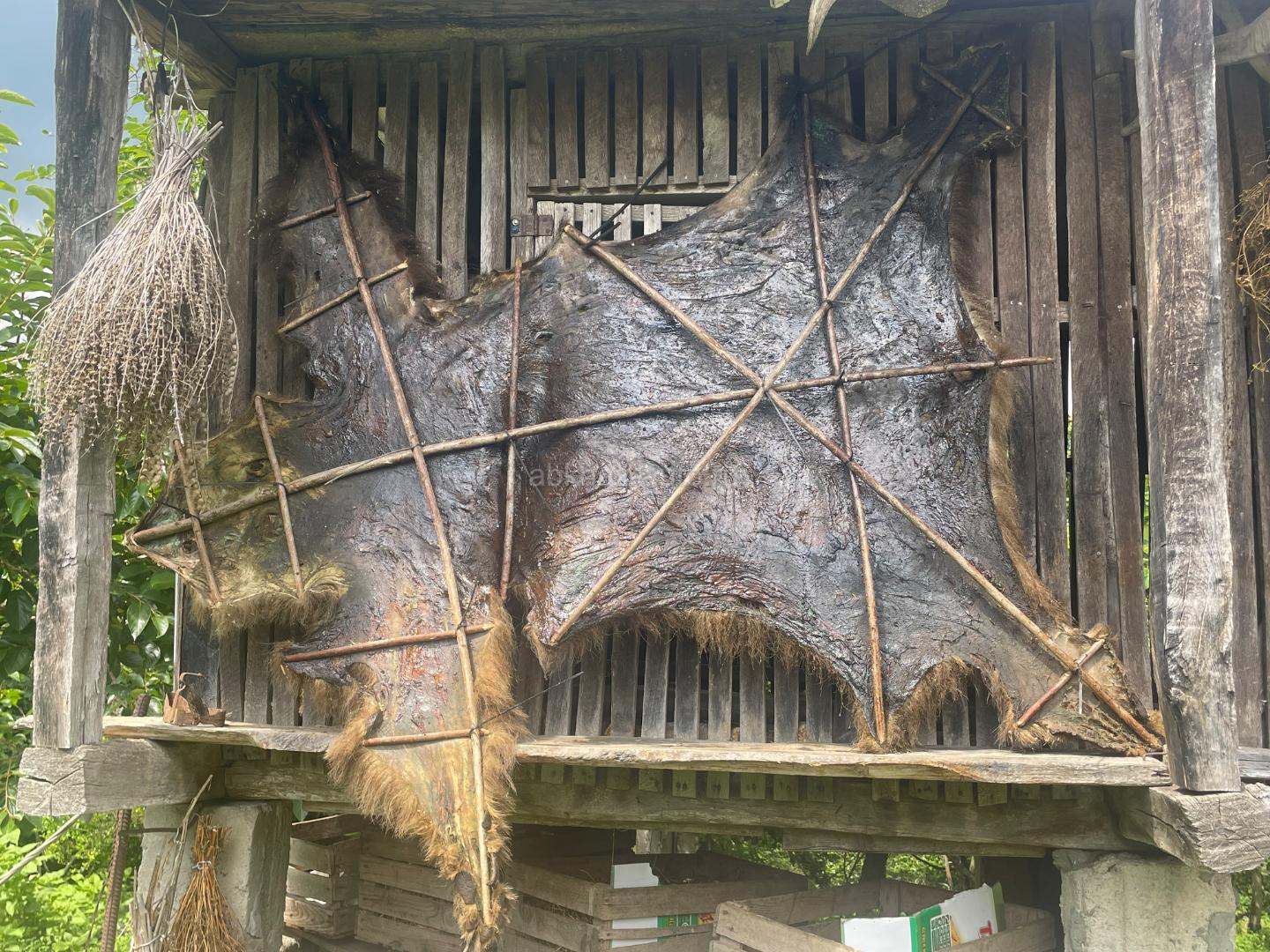 Продам шкуры медведей