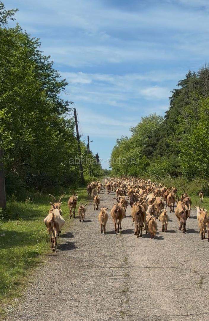 Продаю коз и козлов оптом