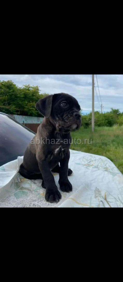 Щенки Коне Корсо
