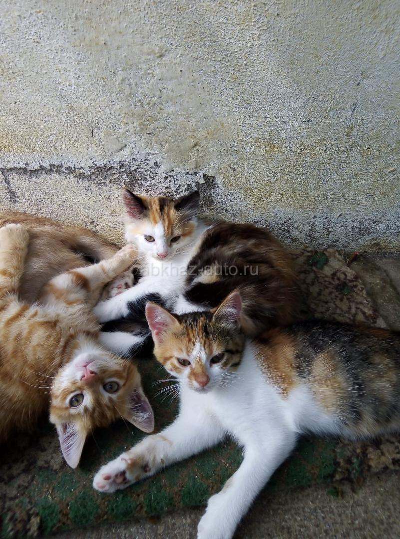 Котята в добрые руки