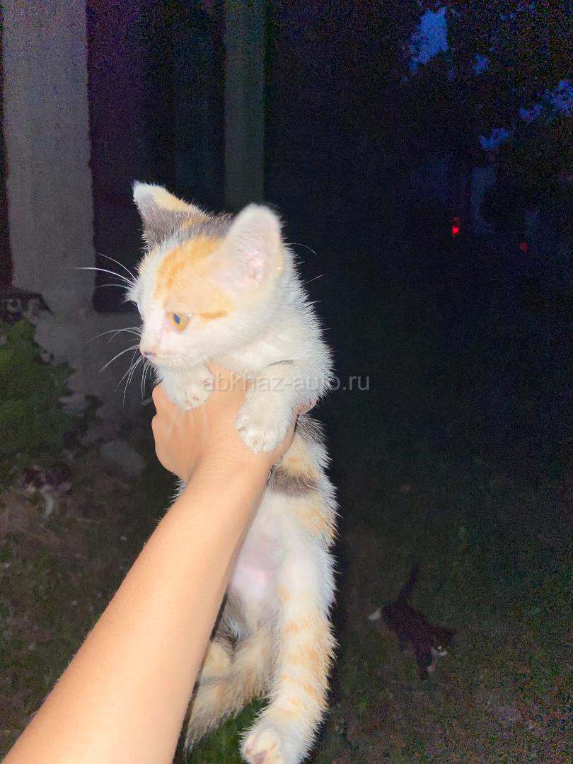 Котята