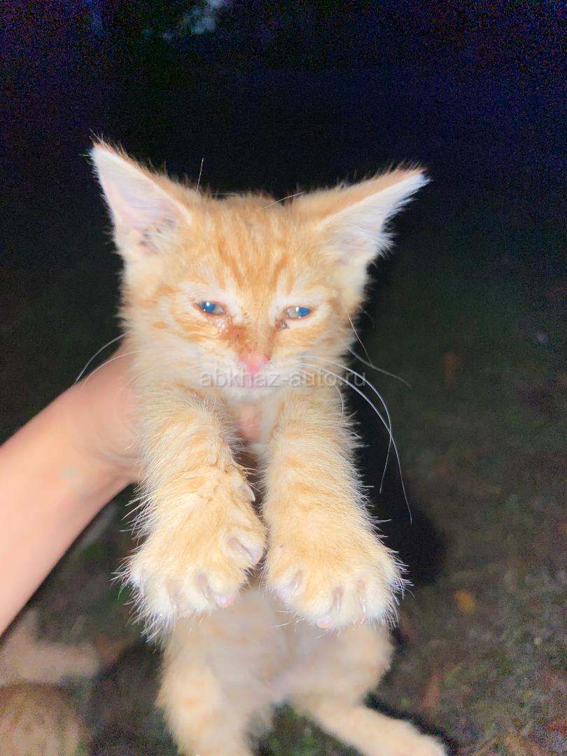 Котята