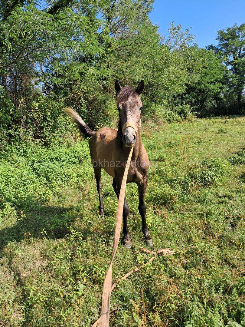 Лошадь